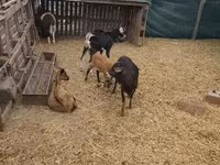 Får (parti, køn ikke angivet), Dorper sheep — foto 4