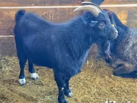 แพะตัวผู้, Dutch Landrace goats — รูปภาพ 5