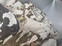 Bou, Simmental cattle — foto 1