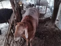 Ram, Arashan sheep — foto 2