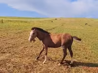 Cavalo, Karabakh horse — foto 2
