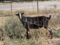 بکرا, Alpine goat — تصویر 1