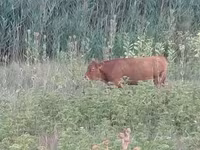 Kuh, Limousin-Kuh — Foto 1