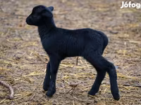 Ovce, Cameroon sheep — foto 1
