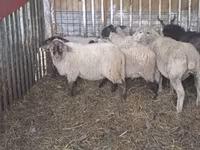 Schaf, Ile-de-France sheep — Foto 7