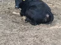 Bulle, Limousin-Kuh — Foto 2