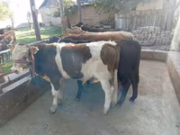 گاو نر, Swiss cattle — عکس 4