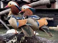 Ducks — عکس 1