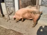 Doofaar dhaddig, Pigs — sawirka 2