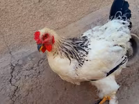 Brahma — Foto 7