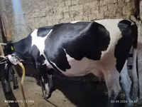 Mucca, Razza Holstein — foto 2