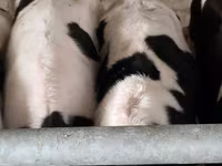 گاو نر, Russian Black pied cattle — عکس 6