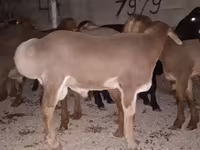 قوچ, Arashan sheep — عکس 4