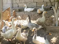 Geese — ảnh 5