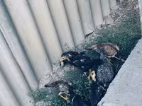 Chickens — عکس 8