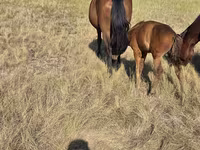 Kobyła, Kazakh horse — zdjęcie 2
