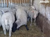 숫양, White Suffolk sheep — 사진 1