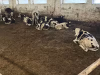 ثور, Russian Black pied cattle — الصورة 5