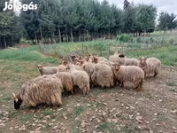 Owce (partia, płeć nieokreślona), Racka sheep — zdjęcie 5