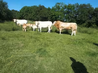 雄牛, Blonde d’Aquitane cattle — 写真 6