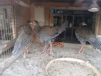 پرل گری — عکس 3