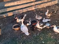Ducks — عکس 3