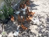 Chickens — foto 6