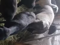 Beran, Rhon sheep — foto 3