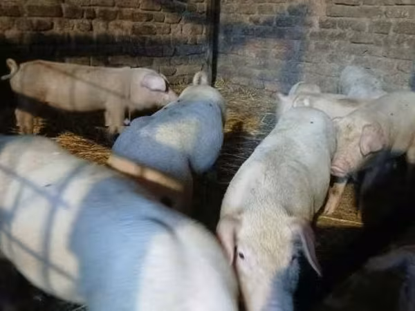 Pigs (batch, sex not specified), Pigs — Hungary