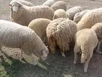 قوچ, گوسفند — عکس 6