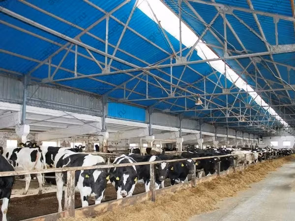 母牛, Holstein breed