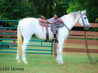 Stute, Quarter Horse — Foto 1