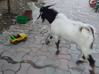 बकरा, Beetal goats — फ़ोटो 8