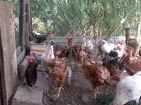Chickens — Foto 1