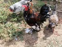 Chickens — عکس 5