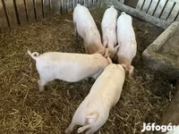 Cinghiale, Крупная белая — foto 1