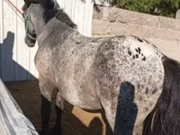 公马, Appaloosa — 照片 2