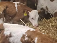 Cattle (batch, sex not specified), Simmental cattle — photo 3