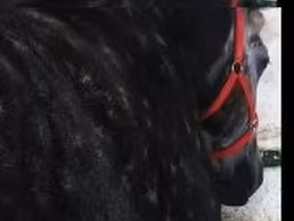母马, Horses