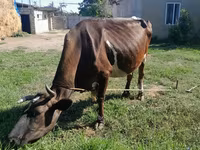 Vacă, Simmental cattle — foto 2