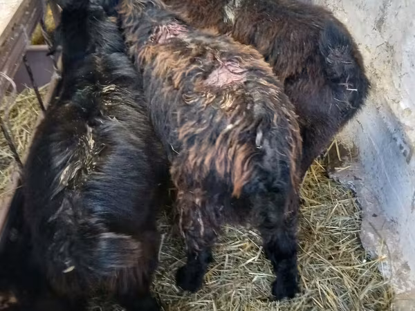 Billy Goat, Goats