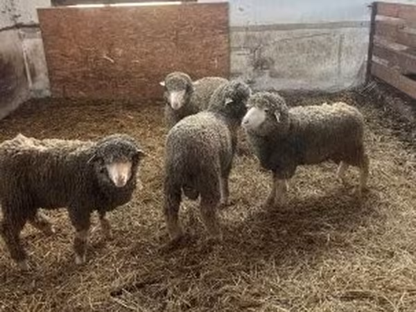 Beran, Merino sheep