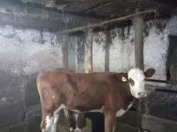 بقرة, Simmental cattle — الصورة 1