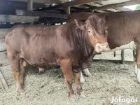 Stier, Limousin koe — foto 1