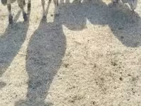 Schaap, Schapen — foto 2