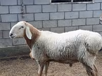 Ram, Arashan sheep — photo 1