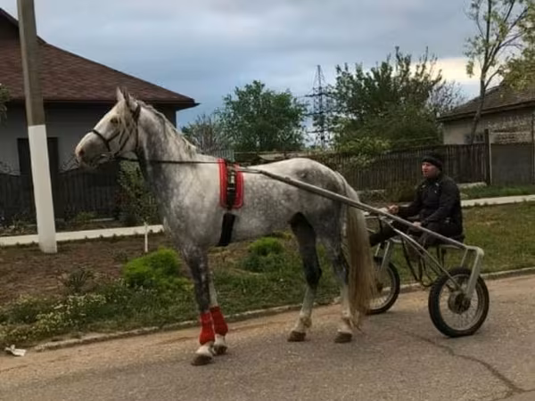 雄馬, Orlov Trotter