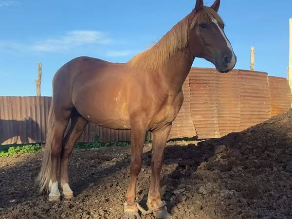 Hengst, Kustanai horse