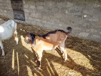 Caprone, Alpine goat — foto 3