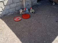 Chickens — عکس 3